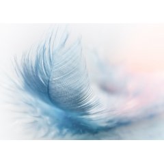 Feathers