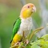 caique