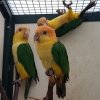 caique