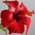 Hibiscus 50 gr