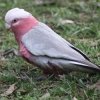 Galah