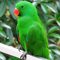 Eclectus